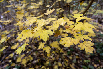 Colorful leaves in the autumn forest