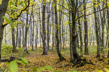 Fototapeta premium Autumn forest in the sunny day