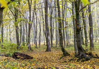 Autumn forest in the sunny day