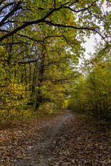 Dirt road in the autumn forest