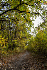 Dirt road in the autumn forest