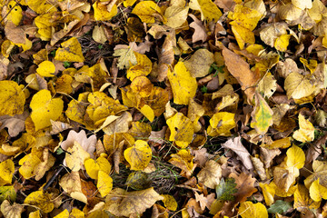 Fallen yellow leaves in autumn