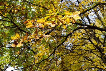 The tops of forest trees