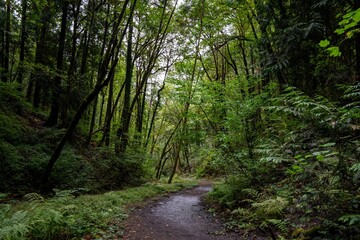 Fototapeta premium Forest Trail in Marquam Nature Park, Southwest Portland, Oregon