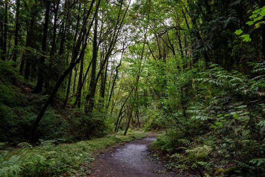 Forest Trail in Marquam Nature Park, Southwest Portland, Oregon