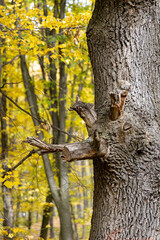 Dry tree in the autumn forest