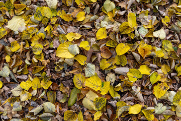Fallen yellow leaves in autumn