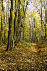 Autumn forest in the sunny day