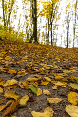 Autumn forest in the sunny day