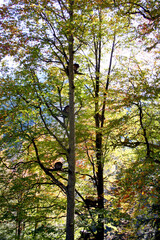 Maçahel, an important region for organic honey production, Artvin, Turkey