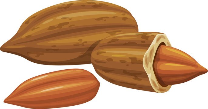 Pili nuts or Canarium Ovatum plant seed kernels for food, vector icon. Philippines tropical pili nuts in shell and raw peeled for vegetarian healthy organic fruits or edible seed foodstuff