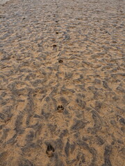Huellas de perro en la arena con textura por las olas del mar