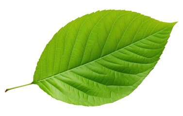 Obraz premium PNG Apple leaf plant white background freshness.