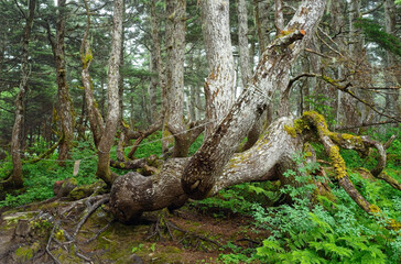 Gnarled and bent tree trunks on Mt Roberts above Juneau, Alaska