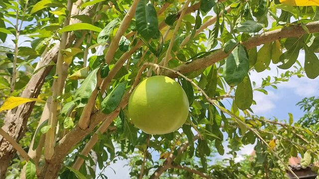 maja plant with round fruit