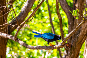 Yucatan jay bird birds in trees tropical jungle nature Mexico.