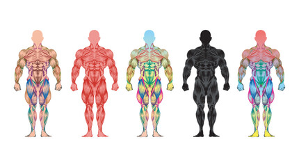 Athletic body man figure muscular anatomy. Vector illustration of human body muscles hand drawn