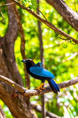 Yucatan jay bird birds in trees tropical jungle nature Mexico.