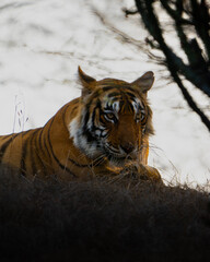 These pictures have been captured when i had gone on a trip to Ranthambore National Park, India. Ranthambhore Tiger Reserve spreads across roughly 1,411 sq km and is home to at least 40 tigers.