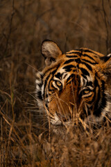 These pictures have been captured when i had gone on a trip to Ranthambore National Park, India. Ranthambhore Tiger Reserve spreads across roughly 1,411 sq km and is home to at least 40 tigers.