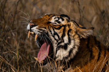 These pictures have been captured when i had gone on a trip to Ranthambore National Park, India. Ranthambhore Tiger Reserve spreads across roughly 1,411 sq km and is home to at least 40 tigers.