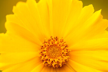 A close-up of the Coreopsis, brigh and brillinat, in the field at Kohler-Andrae State Park, Sheboygan, Wisconsin in early June