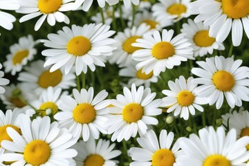 Fototapeta premium Chamomile in full bloom, entire plant showcased, isolated against a pure white backdrop, captured with full depth of field, highly detailed, studio lighting