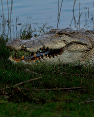 The mugger crocodile (Crocodylus palustris) is a medium-sized broad-snouted crocodile, also known...