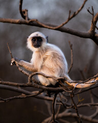 Monkeys - The northern plains gray langur or Hanuman Langur that  i came across on my trips to Gir National Park and Ranthambore National Park