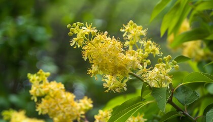 Sun-Kissed Yellow Elder Flowers: A Bright Display Amongst the Leaves