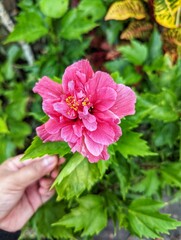 Hibiscus rose 