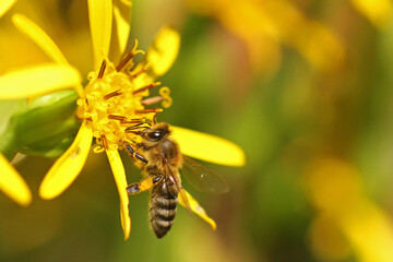 Bee at work
