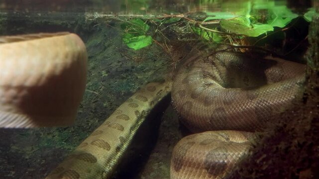 The green Anacondas (Eunectes murinus) under water