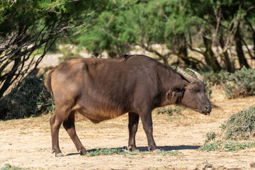 Fototapeta premium Búfalo enano del Congo