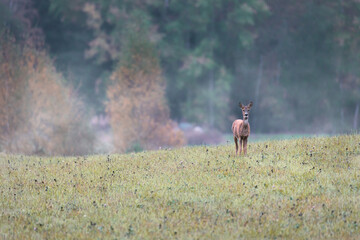 Deer looks at you