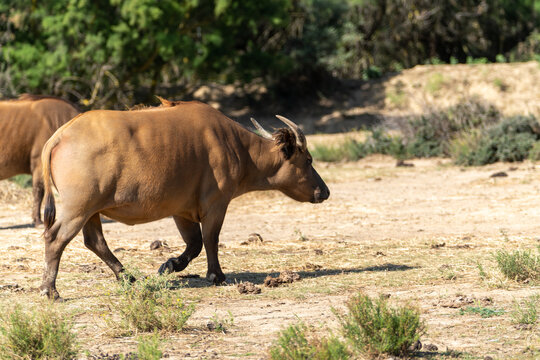 B&uacute;falo enano del Congo