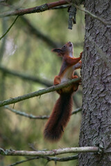 Squirrel