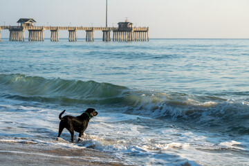 Black labrador retriever dog frolicks in the ocean surf, in Nags Head North Carolina. Jeanettes...