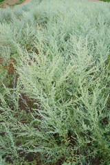 Artemisia absinthium plants
