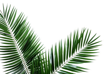 Obraz premium PNG Palm leaves tree backgrounds plant.