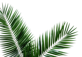 PNG Palm leaves tree backgrounds plant.