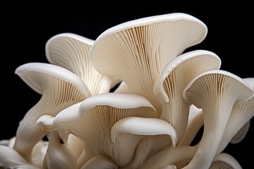 Oyster mushrooms cultivation. Growing mushroom close-up.