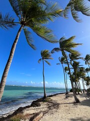 palm tree on the beach
