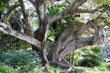 a grown trunk of a fig tree (ficus macrophylla) seen in Auckland, North Island, New Zealand