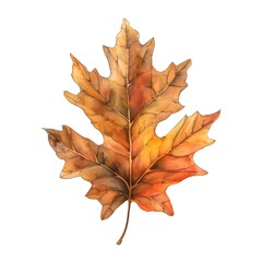 Naklejka premium Vibrant Watercolor Oak Leaf in Autumn Hues Against Clean White Backdrop