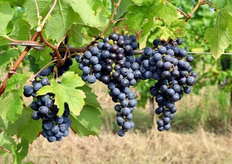 Three bunches of Cabernet Franc grapes ripening on vine under the sunlight