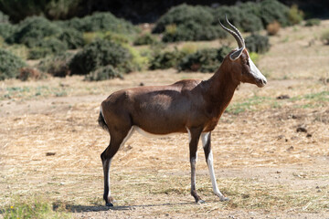 Blesbok