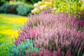 Obraz premium Colorful Blooming Heather Fills a Garden Landscape During Late Spring With Vibrant Hues and Textures