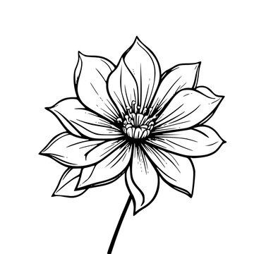black and white flower