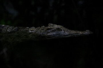 Close up salt crocodile is show head in river